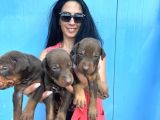 Doberman Kozıl Ve Siyah Yavrularım Sağlık Ve Irk Garantilidir
