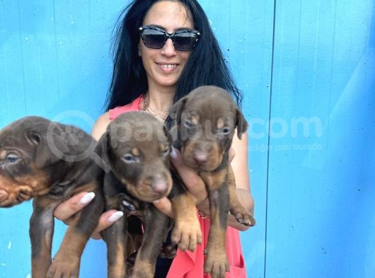Doberman Kozıl Ve Siyah Yavrularım Sağlık Ve Irk Garantilidir görsel