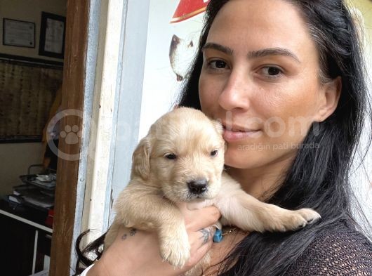 Golden Retriver Yavrularım Sağlık Ve Irk Garantilidir görsel