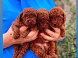 Orjinal Toy Poodle Kore Kan