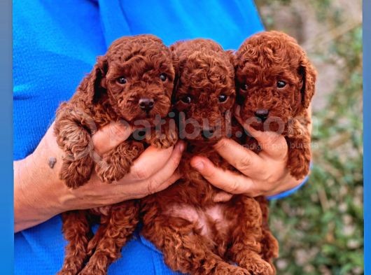 Orjinal Toy Poodle Kore Kan görsel