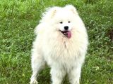 Kif Fci Şecereli̇ Samoyed Yavrular