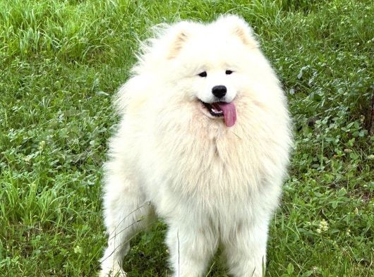 Kif Fci Şecereli̇ Samoyed Yavrular görsel