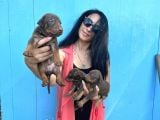 Doberman Kozıl Ve Siyah Yavrularım Sağlık Ve Irk Garantilidir