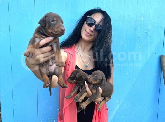 Doberman Kozıl Ve Siyah Yavrularım Sağlık Ve Irk Garantilidir görsel