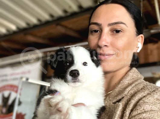 Border Colie Yavrularım Sağlık Ve Irk Garantilidir görsel