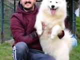 Kif Fci Şecereli̇ Samoyed Yavrular