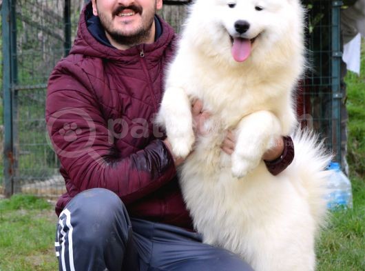 Kif Fci Şecereli̇ Samoyed Yavrular görsel