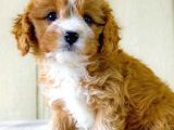 MALTİPO CİNSİ 