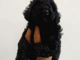 Petmode Köpek Çiftliğinden  Balack Toy Poodle Yavrumuz