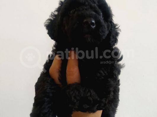 Petmode Köpek Çiftliğinden  Balack Toy Poodle Yavrumuz görsel
