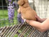 Golden Retriver Yavrularım Sağlık Ve Irk Garantilidir
