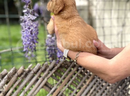Golden Retriver Yavrularım Sağlık Ve Irk Garantilidir görsel