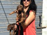 Doberman Kozıl Ve Siyah Yavrularım Sağlık Ve Irk Garantilidir