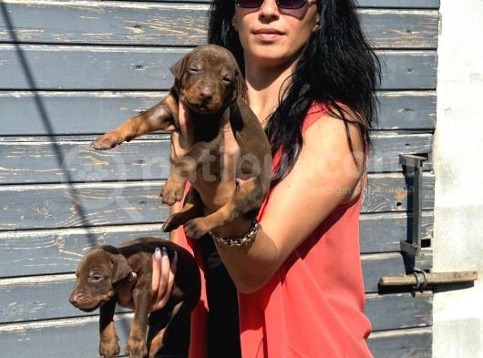Doberman Kozıl Ve Siyah Yavrularım Sağlık Ve Irk Garantilidir görsel