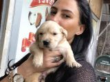 Golden Retriver Yavrularım Sağlık Ve Irk Garantilidir