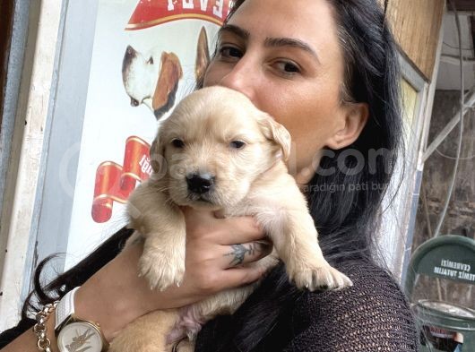 Golden Retriver Yavrularım Sağlık Ve Irk Garantilidir görsel