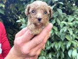 Maltipoo Yavrılarım Sağlık Ve Irk Garantilidir