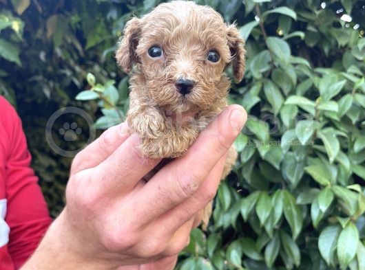 Maltipoo Yavrılarım Sağlık Ve Irk Garantilidir görsel