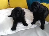 Petmode Köpek Çiftliğinden  balack toy poodle Yavrumuz