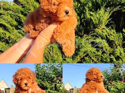 Petmode Köpek Çiftliğinden  Toy Poodle Yavrumuz