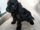 Petmode Köpek Çiftliğinden  Balack Toy Poodle Yavrumuz
