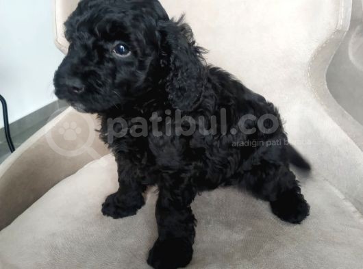 Petmode Köpek Çiftliğinden  Balack Toy Poodle Yavrumuz görsel