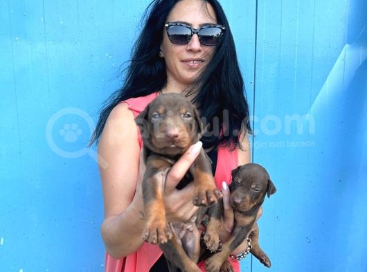 Doberman Kozıl Ve Siyah Yavrularım Sağlık Ve Irk Garantilidir görsel