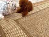 Petmode Köpek Çiftliğinden  Toy Poodle Yavrumuz