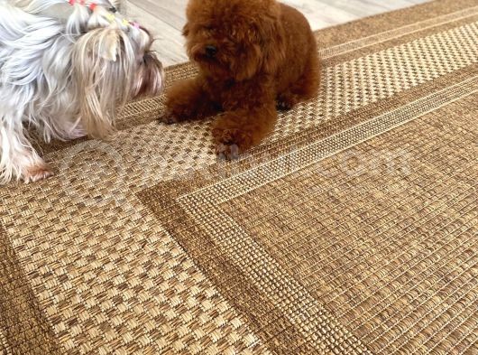 Petmode Köpek Çiftliğinden  Toy Poodle Yavrumuz görsel