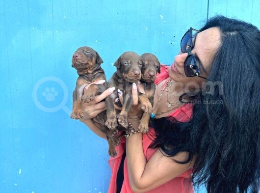 Doberman Kozıl Ve Siyah Yavrularım Sağlık Ve Irk Garantilidir görsel