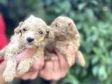 Maltipoo Yavrılarım Sağlık Ve Irk Garantilidir
