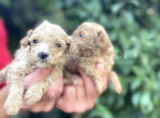 Maltipoo Yavrılarım Sağlık Ve Irk Garantilidir görsel