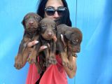 Doberman Kozıl Ve Siyah Yavrularım Sağlık Ve Irk Garantilidir