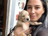 Golden retriver yavrularım sağlık ve ırk garantilidir