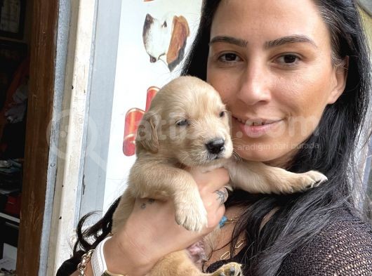 Golden Retriver Yavrularım Sağlık Ve Irk Garantilidir