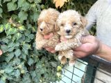 Maltipoo yavrılarım sağlık ve ırk garantilidir