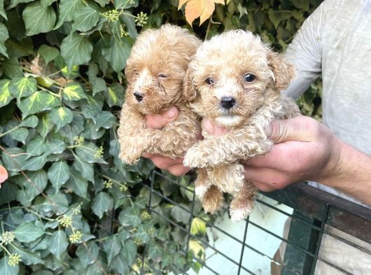Maltipoo Yavrılarım Sağlık Ve Irk Garantilidir