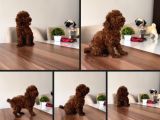 Petmode Köpek Çiftliğinden  Toy Poodle Yavrumuz
