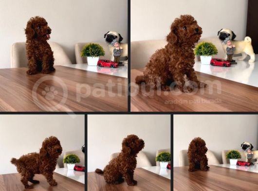 Petmode Köpek Çiftliğinden  Toy Poodle Yavrumuz görsel