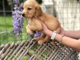 Golden Retriver Yavrularım Sağlık Ve Irk Garantilidir