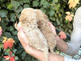 Maltipoo Yavrılarım Sağlık Ve Irk Garantilidir