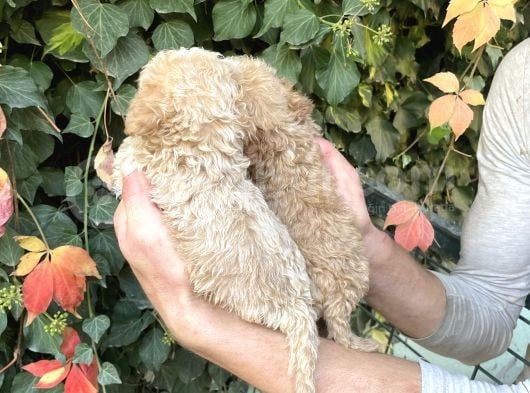 Maltipoo Yavrılarım Sağlık Ve Irk Garantilidir görsel