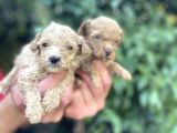 Maltipoo Yavrılarım Sağlık Ve Irk Garantilidir