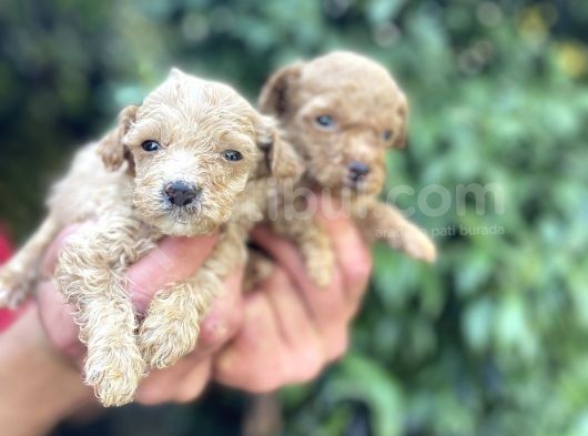 Maltipoo Yavrılarım Sağlık Ve Irk Garantilidir görsel