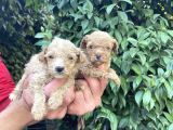 Maltipoo Yavrılarım Sağlık Ve Irk Garantilidir