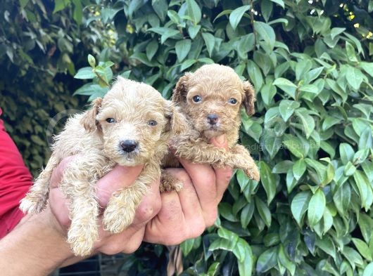 Maltipoo Yavrılarım Sağlık Ve Irk Garantilidir görsel