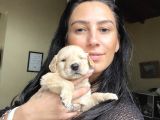 Golden Retriver Yavrularım Sağlık Ve Irk Garantilidir