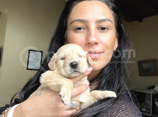 Golden Retriver Yavrularım Sağlık Ve Irk Garantilidir görsel