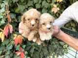 Maltipoo Yavrılarım Sağlık Ve Irk Garantilidir